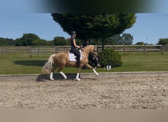 Deutsches Reitpony, Stute, 8 Jahre, 145 cm, Palomino
