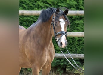 Deutsches Reitpony, Stute, 8 Jahre, 146 cm, Brauner