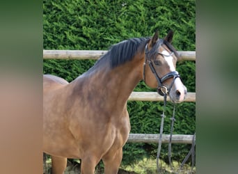 Deutsches Reitpony, Stute, 8 Jahre, 146 cm, Brauner