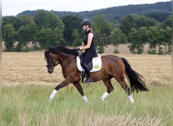 Deutsches Reitpony, Stute, 8 Jahre, 146 cm, Brauner