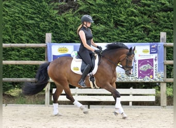 Deutsches Reitpony, Stute, 8 Jahre, 146 cm, Brauner