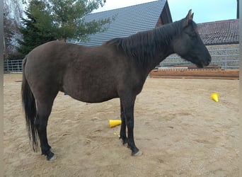 Deutsches Reitpony, Stute, 8 Jahre, 146 cm, Falbe