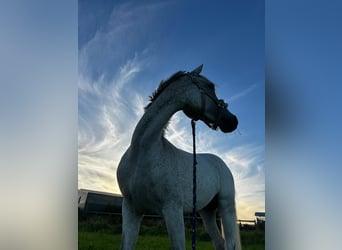 Deutsches Reitpony, Stute, 8 Jahre, 146 cm, Fliegenschimmel