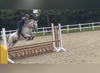 Deutsches Reitpony, Stute, 8 Jahre, 146 cm, Fliegenschimmel
