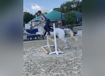 Deutsches Reitpony, Stute, 8 Jahre, 146 cm, Fliegenschimmel