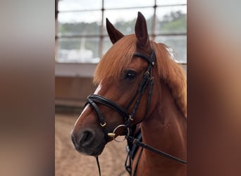 Deutsches Reitpony Mix, Stute, 8 Jahre, 146 cm, Fuchs