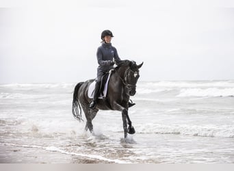 Deutsches Reitpony, Stute, 8 Jahre, 146 cm, Rappe