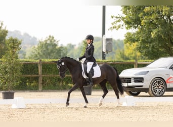 Deutsches Reitpony, Stute, 8 Jahre, 146 cm, Rappe