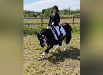 Deutsches Reitpony, Stute, 8 Jahre, 146 cm, Rappe