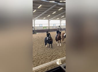 Deutsches Reitpony, Stute, 8 Jahre, 146 cm, Rappe