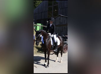 Deutsches Reitpony, Stute, 8 Jahre, 146 cm, Rappe