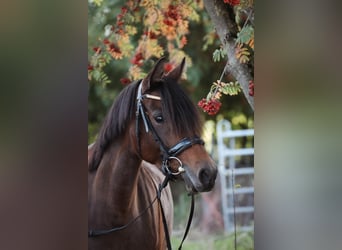 Deutsches Reitpony, Stute, 8 Jahre, 147 cm, Dunkelbrauner