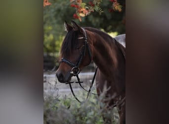 Deutsches Reitpony, Stute, 8 Jahre, 147 cm, Dunkelbrauner