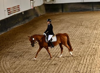 Deutsches Reitpony, Stute, 8 Jahre, 147 cm, Fuchs