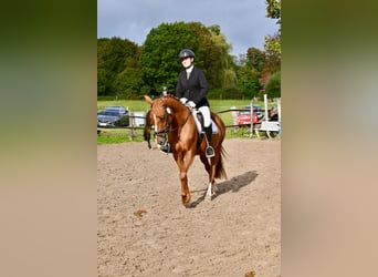 Deutsches Reitpony, Stute, 8 Jahre, 147 cm, Fuchs