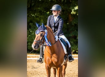 Deutsches Reitpony, Stute, 8 Jahre, 147 cm, Fuchs