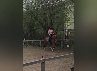 Deutsches Reitpony, Stute, 8 Jahre, 147 cm, Fuchs