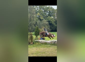 Deutsches Reitpony, Stute, 8 Jahre, 147 cm, Fuchs