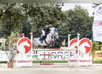 Deutsches Reitpony, Stute, 8 Jahre, 147 cm, Schimmel