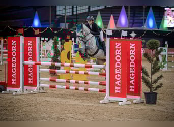 Deutsches Reitpony, Stute, 8 Jahre, 147 cm, Schimmel