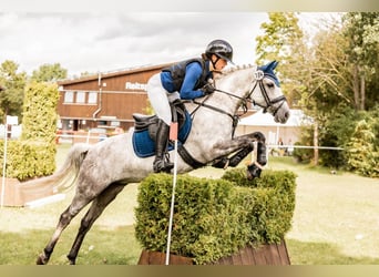 Deutsches Reitpony, Stute, 8 Jahre, 147 cm, Schimmel