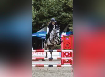 Deutsches Reitpony, Stute, 8 Jahre, 147 cm, Schimmel