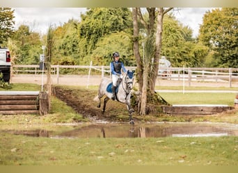 Deutsches Reitpony, Stute, 8 Jahre, 147 cm, Schimmel