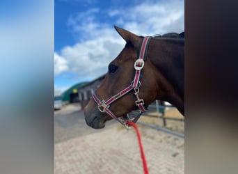 Deutsches Reitpony, Stute, 8 Jahre, 148 cm, Brauner