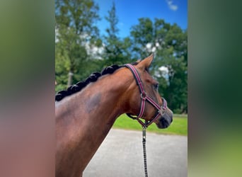 Deutsches Reitpony, Stute, 8 Jahre, 148 cm, Brauner