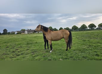 Deutsches Reitpony, Stute, 8 Jahre, 148 cm, Buckskin