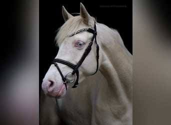 Deutsches Reitpony, Stute, 8 Jahre, 148 cm, Cremello