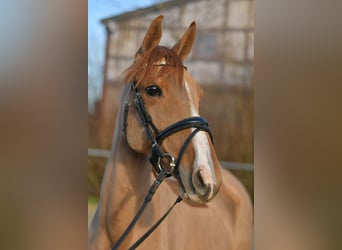 Deutsches Reitpony, Stute, 8 Jahre, 148 cm, Fuchs