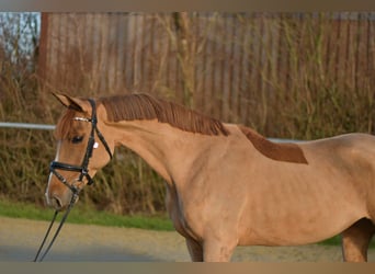 Deutsches Reitpony, Stute, 8 Jahre, 148 cm, Fuchs