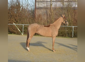 Deutsches Reitpony, Stute, 8 Jahre, 148 cm, Fuchs