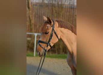 Deutsches Reitpony, Stute, 8 Jahre, 148 cm, Fuchs