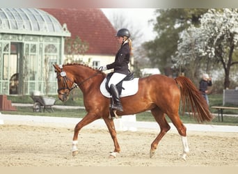 Deutsches Reitpony, Stute, 8 Jahre, 148 cm, Fuchs