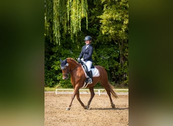 Deutsches Reitpony, Stute, 8 Jahre, 148 cm, Fuchs