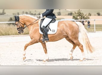 Deutsches Reitpony, Stute, 8 Jahre, 148 cm, Palomino