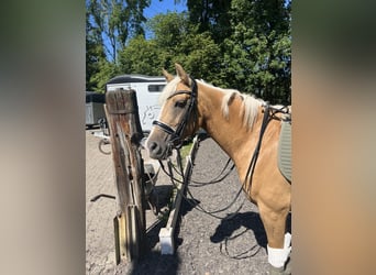 Deutsches Reitpony, Stute, 8 Jahre, 148 cm, Palomino