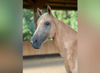 Deutsches Reitpony, Stute, 8 Jahre, 148 cm, Palomino