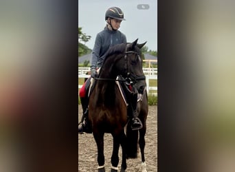 Deutsches Reitpony, Stute, 8 Jahre, 148 cm, Rappe