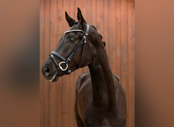 Deutsches Reitpony, Stute, 8 Jahre, 148 cm, Rappe