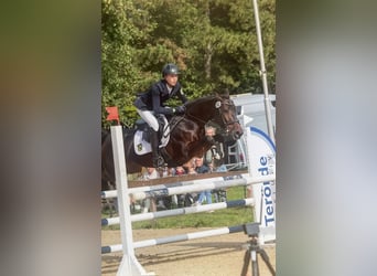 Deutsches Reitpony, Stute, 8 Jahre, 149 cm, Brauner