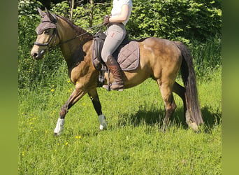 Deutsches Reitpony, Stute, 8 Jahre, 149 cm, Buckskin