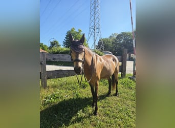 Deutsches Reitpony, Stute, 8 Jahre, 149 cm, Buckskin