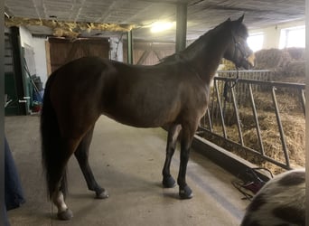 Deutsches Reitpony, Stute, 8 Jahre, 150 cm, Brauner