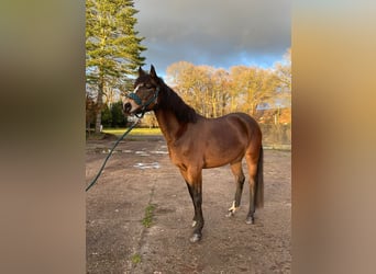 Deutsches Reitpony, Stute, 8 Jahre, 150 cm, Brauner