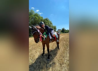 Deutsches Reitpony, Stute, 8 Jahre, 150 cm, Brauner