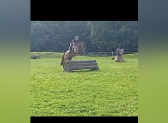 Deutsches Reitpony, Stute, 8 Jahre, 152 cm, Brauner
