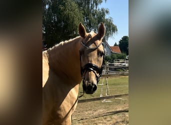 Deutsches Reitpony, Stute, 8 Jahre, 152 cm, Palomino
